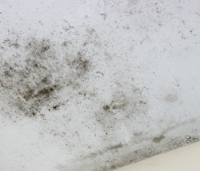 Mold in commercial building 